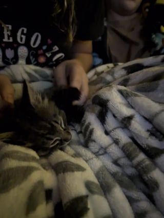 Illustration de l'article : Cach&eacute; derri&egrave;re un compacteur de d&eacute;chets, ce chaton ayant subi le froid peut d&eacute;sormais dormir au chaud contre des humains bienveillants