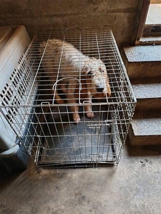 Illustration de l'article : &laquo; Elle tenait &agrave; peine debout &raquo;, une Husky squelettique et ses 7 chiots sauv&eacute;s de l'enfer