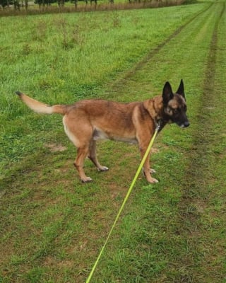 Illustration de l'article : Un gendarme partant &agrave; la retraite lance un appel urgent pour son partenaire de toujours qu'il ne pouvait pas garder