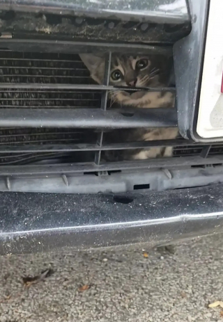 Illustration de l'article : Intrigu&eacute; par un miaulement, son regard croise celui d'un minuscule chaton coinc&eacute; derri&egrave;re la calandre d&rsquo;un camion