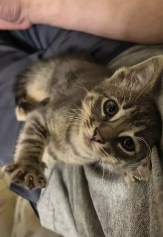 Illustration de l'article : Intrigu&eacute; par un miaulement, son regard croise celui d'un minuscule chaton coinc&eacute; derri&egrave;re la calandre d&rsquo;un camion