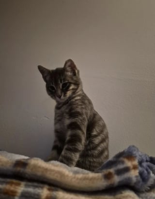 Illustration de l'article : Intrigu&eacute; par un miaulement, son regard croise celui d'un minuscule chaton coinc&eacute; derri&egrave;re la calandre d&rsquo;un camion