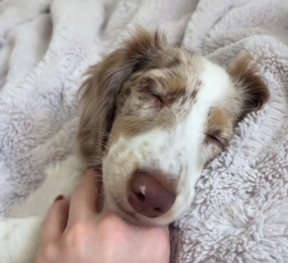 Illustration de l'article : Jug&eacute; &laquo; d&eacute;fectueux &raquo; par son &eacute;leveur, ce Teckel aveugle prend une revanche &eacute;clatante dans sa piscine (vid&eacute;o)