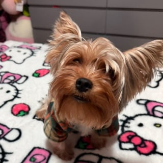 Illustration de l'article : En voyant son petit s&eacute;par&eacute; des autres, ce papa Terrier court vers lui pour le r&eacute;conforter et partager un moment unique (vid&eacute;o)