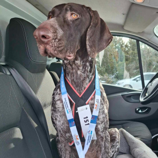 Illustration de l'article : Gr&acirc;ce au canicross, un chien de refuge malmen&eacute; par la vie red&eacute;couvre le bonheur aupr&egrave;s de celle qui a toujours cru en lui