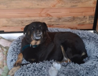 Illustration de l'article : Les b&eacute;n&eacute;voles &eacute;mus aux larmes en voyant ce chien go&ucirc;ter enfin au bonheur apr&egrave;s 4 ans d&rsquo;attente