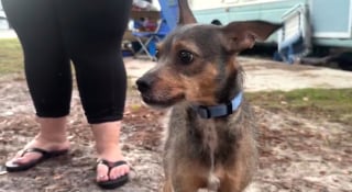 Illustration de l'article : En pleine nuit, leur camping-car commence à brûler et seul leur chien s'en aperçoit à temps pour leur sauver la vie