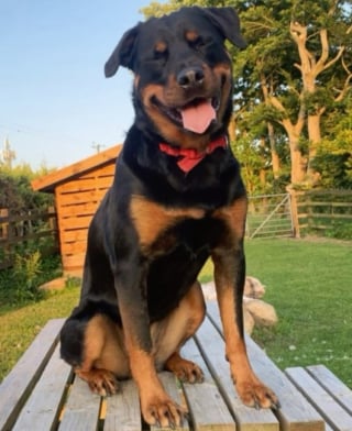 Illustration de l'article : En rencontrant une chienne timide au refuge, elle ne se doutait pas que leur &eacute;change de regards marquerait le d&eacute;but d&rsquo;une amiti&eacute; profonde