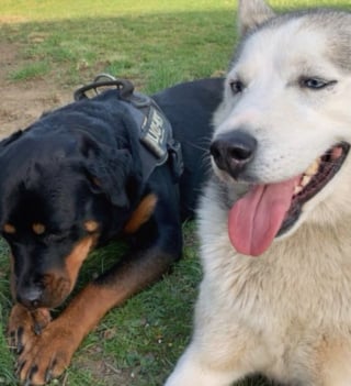 Illustration de l'article : En rencontrant une chienne timide au refuge, elle ne se doutait pas que leur &eacute;change de regards marquerait le d&eacute;but d&rsquo;une amiti&eacute; profonde