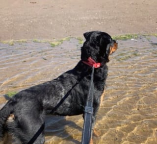 Illustration de l'article : En rencontrant une chienne timide au refuge, elle ne se doutait pas que leur &eacute;change de regards marquerait le d&eacute;but d&rsquo;une amiti&eacute; profonde