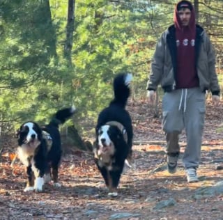 Illustration de l'article : Ce chien refuse de quitter son fr&egrave;re gravement malade pendant son traitement et veille sur lui en silence (vid&eacute;o)
