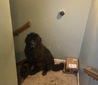 Illustration de l'article : Intriguée par les ronronnements inhabituellement forts de son chat, elle découvre comment il manipule le Terre-Neuve qu'elle garde pour faire sa sieste sur lui