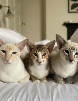 Illustration de l'article : 3 chats en mode Mission Impossible pr&eacute;parent le coup parfait pour voler la nourriture rang&eacute;e dans un placard (vid&eacute;o)