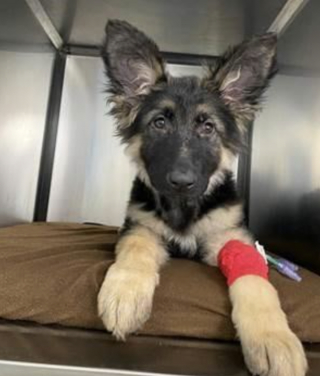 Illustration de l'article : Gr&acirc;ce &agrave; une op&eacute;ration d&eacute;licate, un chiot de 4 mois atteint d&rsquo;un trouble cardiaque a d&eacute;sormais &laquo; un grand avenir devant lui &raquo;