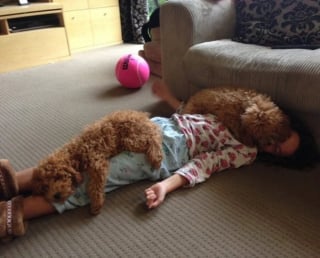 Illustration de l'article : 17 photos qui prouvent que les chiens nous rendent la vie plus belle 