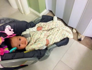 Illustration de l'article : 17 photos qui prouvent que les chiens nous rendent la vie plus belle 