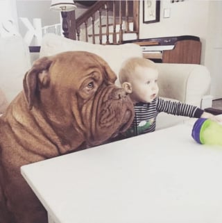 Illustration de l'article : 17 photos qui prouvent que les chiens nous rendent la vie plus belle 