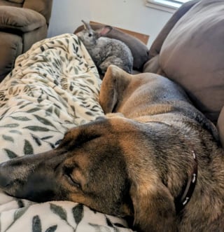 Illustration de l'article : Depuis qu&rsquo;il a &eacute;t&eacute; sauv&eacute; de la rue, ce lapin ne quitte plus le chien de sa sauveteuse qui est devenu son meilleur ami (vid&eacute;o)