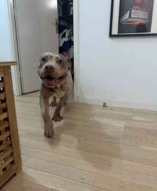 Illustration de l'article : Nouveau nom et nouveaux amis, ce chien arrivé avec une chaîne incrustée dans sa chair change de vie après son sauvetage