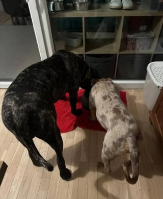 Illustration de l'article : Nouveau nom et nouveaux amis, ce chien arrivé avec une chaîne incrustée dans sa chair change de vie après son sauvetage