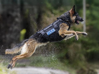 Illustration de l'article : A quelques mois de la retraite, une chienne polici&egrave;re vit l&rsquo;accident que personne n&rsquo;avait vu venir mais trouve la force de rebondir