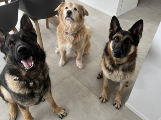 Illustration de l'article : A quelques mois de la retraite, une chienne polici&egrave;re vit l&rsquo;accident que personne n&rsquo;avait vu venir mais trouve la force de rebondir