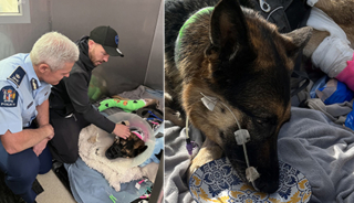 Illustration de l'article : A quelques mois de la retraite, une chienne polici&egrave;re vit l&rsquo;accident que personne n&rsquo;avait vu venir mais trouve la force de rebondir