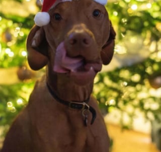 Illustration de l'article : Alors que la f&ecirc;te bat son plein, un chien profite d'un moment d'inattention pour s'emparer d'une friandise interdite et se retrouve aux urgences