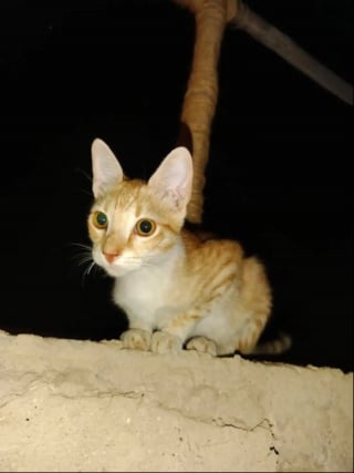 Illustration de l'article : En plein désert, une chatte errante se glisse sous la tente d'un couple de campeurs et refuse de les quitter