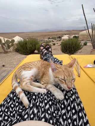 Illustration de l'article : En plein désert, une chatte errante se glisse sous la tente d'un couple de campeurs et refuse de les quitter