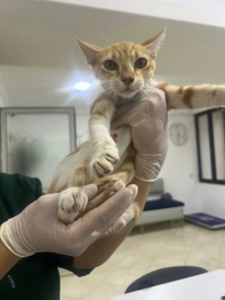 Illustration de l'article : En plein désert, une chatte errante se glisse sous la tente d'un couple de campeurs et refuse de les quitter