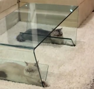 Illustration de l'article : S&rsquo;installant dans un espace improbable du meuble, 2 chattes transforment une sieste ordinaire en sc&egrave;ne tendre et comique (vid&eacute;o)