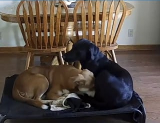 Illustration de l'article : Film&eacute;s &agrave; leur insu, son Labrador et le chien d'accueil partagent un moment si tendre qu'elle annule l'adoption pr&eacute;vue (vid&eacute;o)