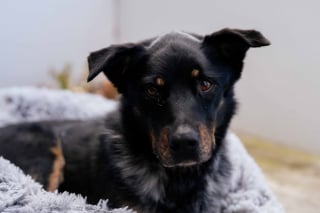 Illustration de l'article : Apr&egrave;s avoir regard&eacute; une photo floue, elle n&rsquo;imaginait pas que sa chienne allait ressurgir comme par magie apr&egrave;s 4 ans d&rsquo;absence