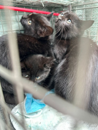 Illustration de l'article : Le personnel d'une usine de confiserie se mobilise aux c&ocirc;t&eacute;s d'une association pour offrir une nouvelle vie &agrave; une chatte et ses 3 chatons errants