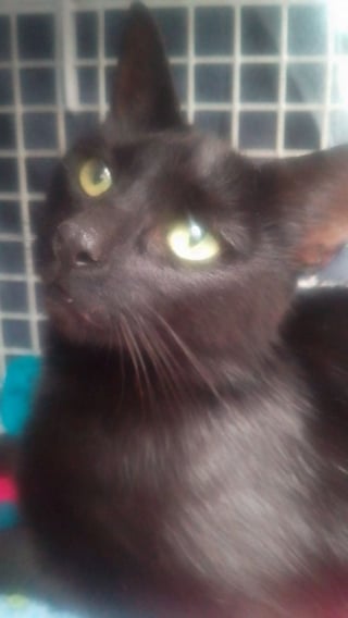 Illustration de l'article : Le personnel d'une usine de confiserie se mobilise aux c&ocirc;t&eacute;s d'une association pour offrir une nouvelle vie &agrave; une chatte et ses 3 chatons errants