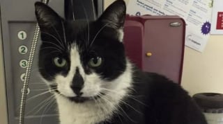 Illustration de l'article : La nouvelle direction projette d'expulser le chat d'un service d'ambulance, une p&eacute;tition r&eacute;unissant plus de 60 000 signatures change tout