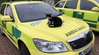 Illustration de l'article : La nouvelle direction projette d'expulser le chat d'un service d'ambulance, une p&eacute;tition r&eacute;unissant plus de 60 000 signatures change tout