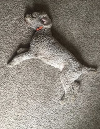 Illustration de l'article : 15 photos de chiens pass&eacute;s ma&icirc;tres dans l&rsquo;art de la dissimulation