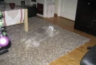 Illustration de l'article : 15 photos de chiens pass&eacute;s ma&icirc;tres dans l&rsquo;art de la dissimulation