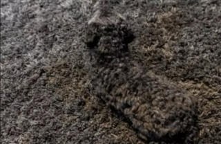 Illustration de l'article : 15 photos de chiens pass&eacute;s ma&icirc;tres dans l&rsquo;art de la dissimulation