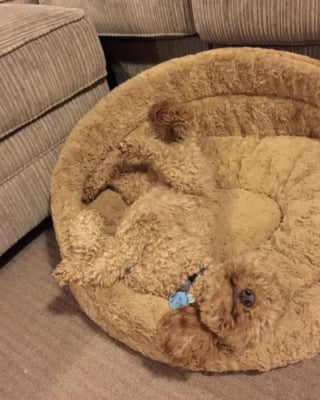 Illustration de l'article : 15 photos de chiens pass&eacute;s ma&icirc;tres dans l&rsquo;art de la dissimulation