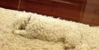 Illustration de l'article : 15 photos de chiens pass&eacute;s ma&icirc;tres dans l&rsquo;art de la dissimulation