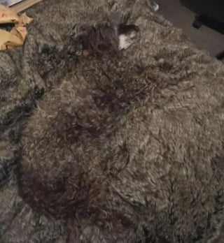 Illustration de l'article : 15 photos de chiens pass&eacute;s ma&icirc;tres dans l&rsquo;art de la dissimulation