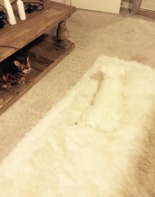 Illustration de l'article : 15 photos de chiens pass&eacute;s ma&icirc;tres dans l&rsquo;art de la dissimulation