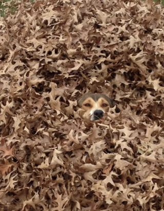 Illustration de l'article : 15 photos de chiens pass&eacute;s ma&icirc;tres dans l&rsquo;art de la dissimulation