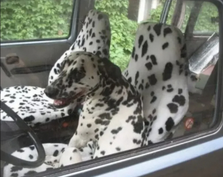 Illustration de l'article : 15 photos de chiens pass&eacute;s ma&icirc;tres dans l&rsquo;art de la dissimulation