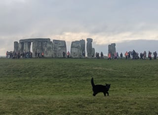 Illustration de l'article : Assise sur les pierres sacr&eacute;es, cette chatte noire r&eacute;clame des caresses aux visiteurs sans aucune g&ecirc;ne et vole la vedette &agrave; ce site historique (vid&eacute;o)