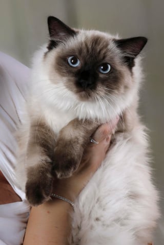 Illustration de l'article : Introuvable depuis 2 ans, une chatte nourrie par une âme bienveillante à 40 km de chez elle révèle son passé grâce à sa puce