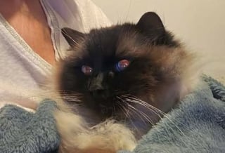 Illustration de l'article : Introuvable depuis 2 ans, une chatte nourrie par une âme bienveillante à 40 km de chez elle révèle son passé grâce à sa puce